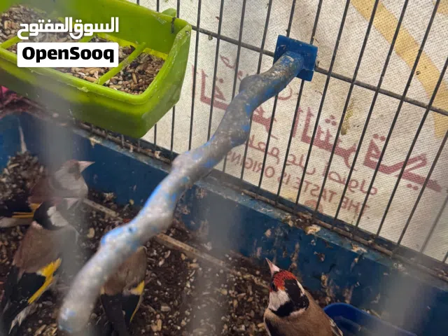 ثلث حبات حسون للبيع