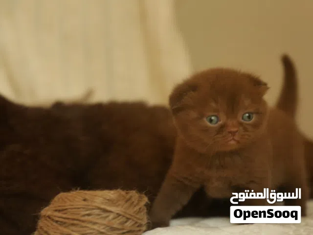 انثى  سكوتش دبل فولد  لون بني مميز