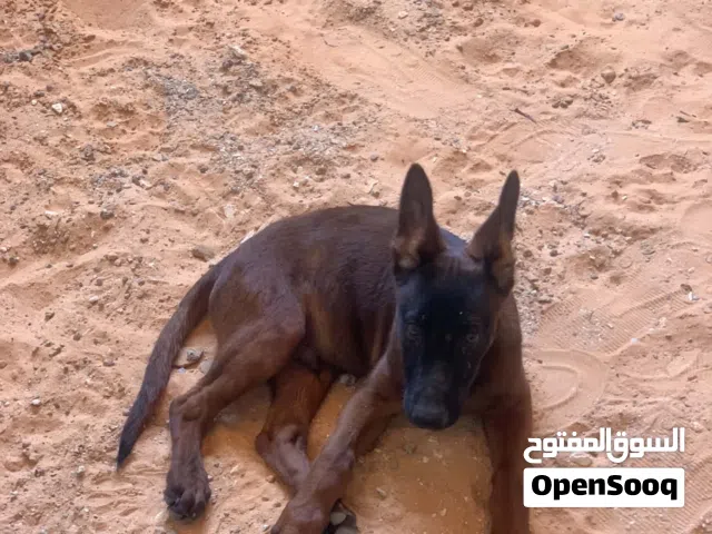 كلب مالينوا