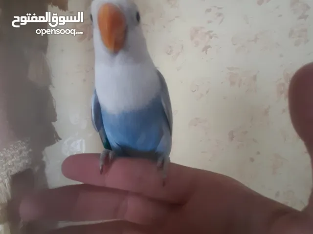 ممجود 8حبات اليفات و فطفراا شوف الوصف