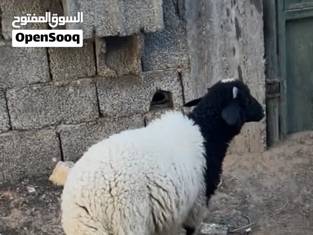 متوفر خروف للبيع المكان طرابلس عين زاره للأستفسار عبر الهاتف