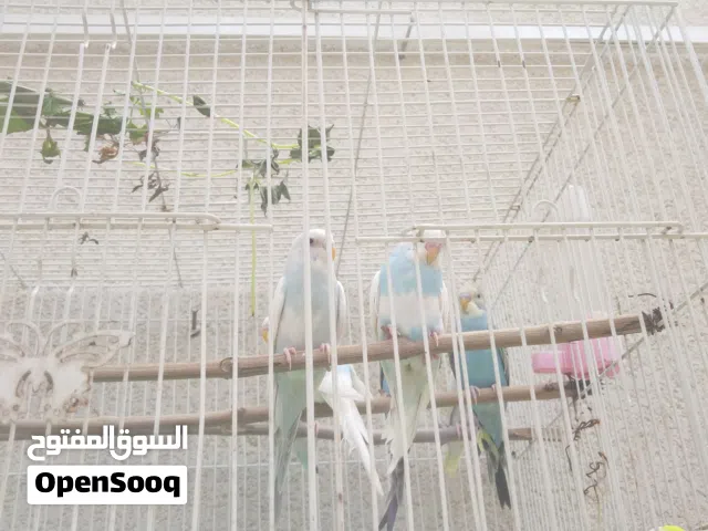طيور حب مخاليف خشنات حلوات