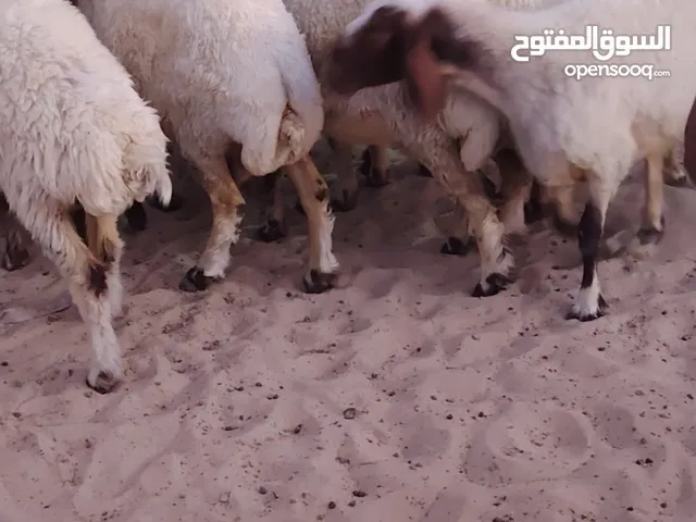 نشتري غنم اي كميه