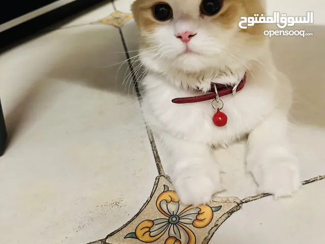 Persain and Turkish angora mixed cat one year old