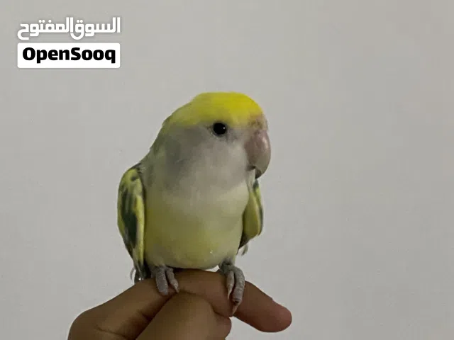 ببغاء روز اليف جدا هدد داخلي مطلوب 25 دينار مع كامل المستلزمات او تبديل على كوكتيل