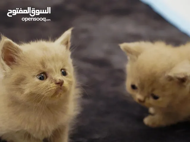 سكوتش فولد ليلك - scottish fold lailac