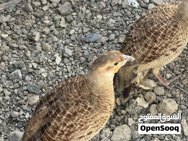 صفارد باكستاني عمر الإنتاج انتاج محلي