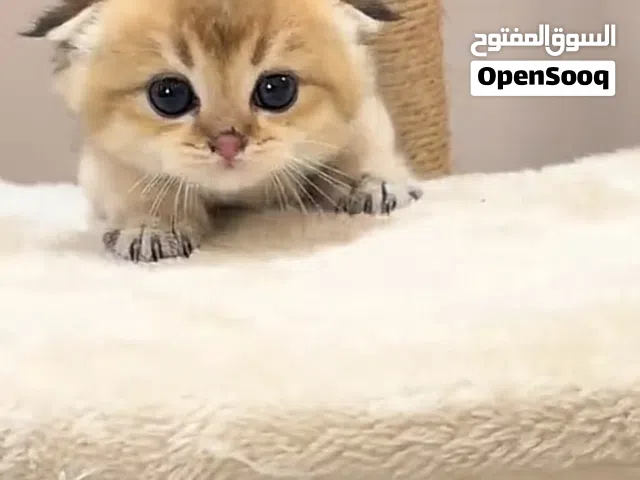 اسكوتش بيور فولد