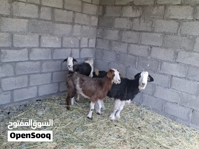 لبيع غنم امورهن طيبه