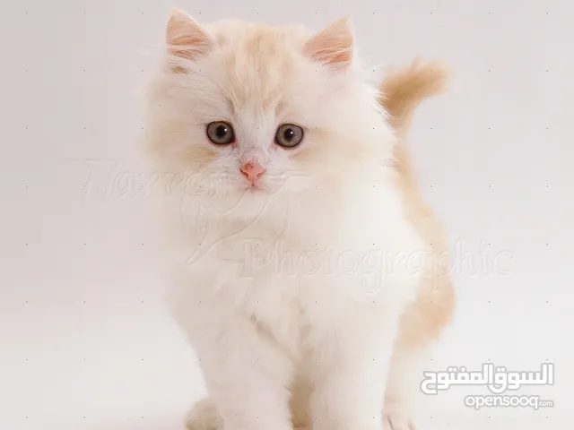 Persian kitten 50 days.. هريرة الفارسية 50 يوما