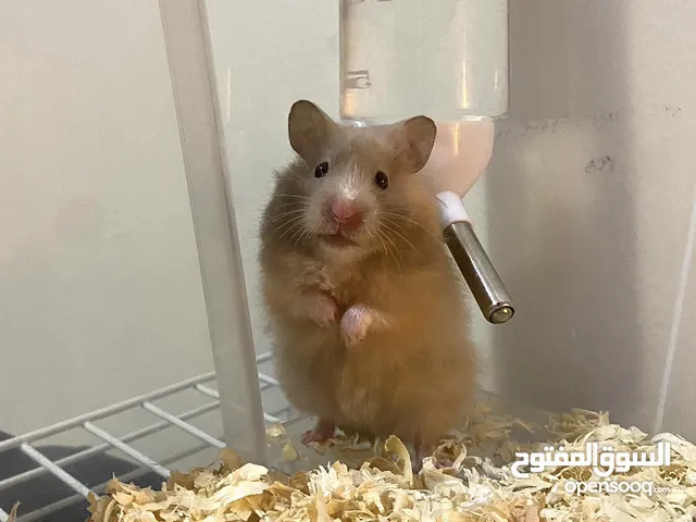 Long haired syrian hamster