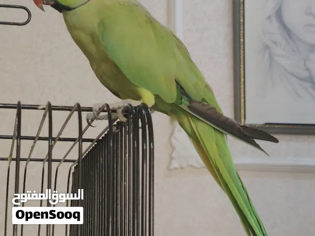 للبيع ببغا الدره ذكر  اليف ومتكلم