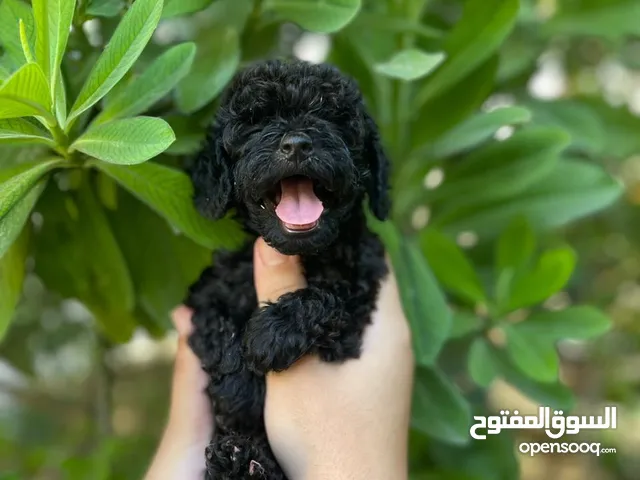 Toy poodle blak