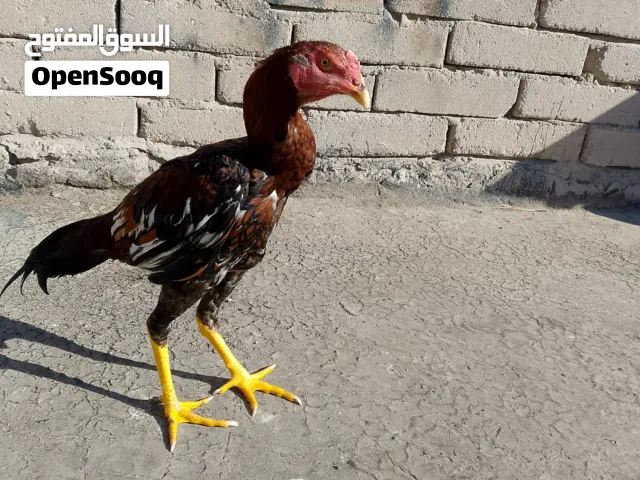 للبيع العمر 9اشهر
