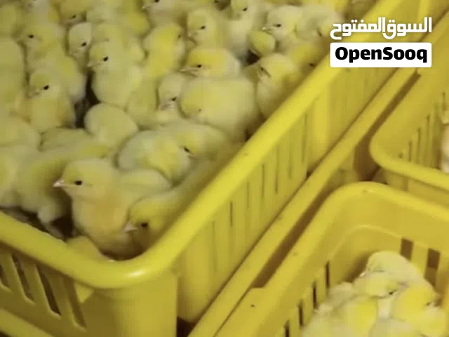 كتاكيت جامبو لحم
