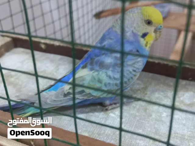 رينبو خط ثاني
