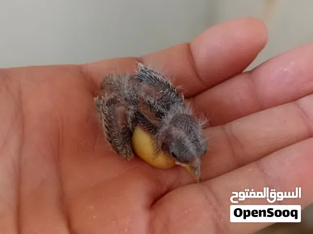السلام عليكم متاح طوار عش بعمر 9 ايام صحه ونظافة ربي يبارك متعود ع شرنقة