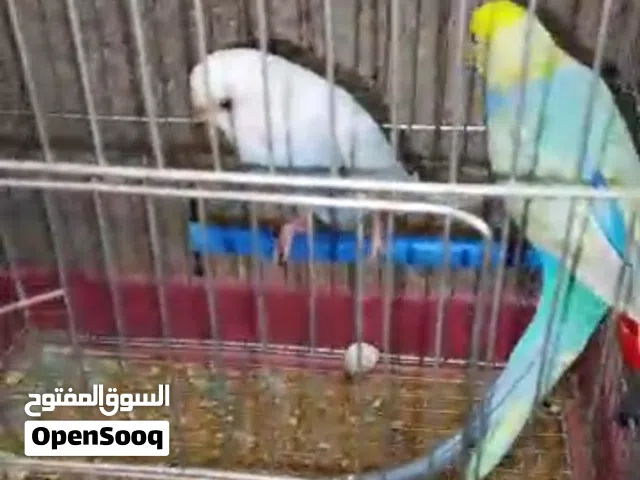 طيور بقلينو مفرخات