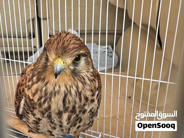 بذوار بصحة ممتازة للبيع