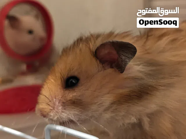 هامستر مع القفص