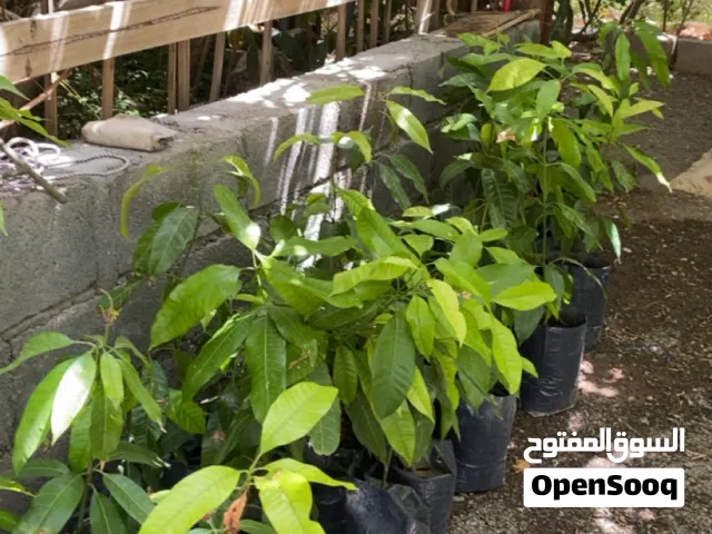 شتلات المانجو