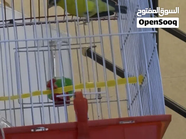 طير كناري موزنبيقي تغريدة كلش حلو طير ناعم