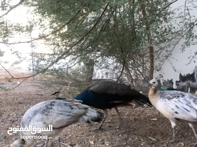 انثى طاووس هاديه جدا