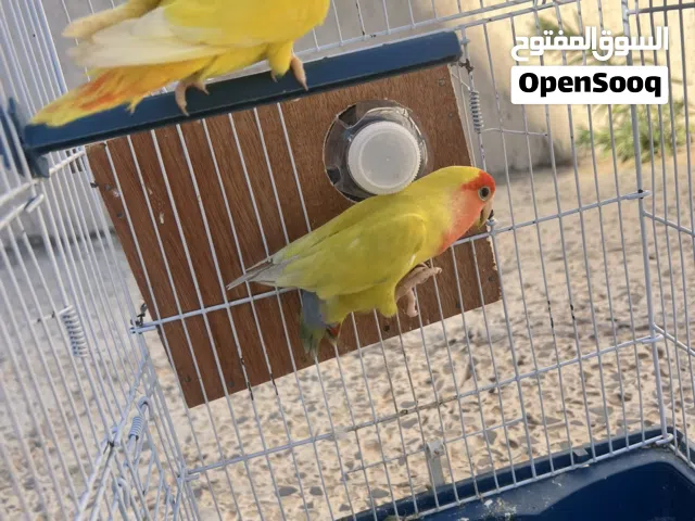 زوز كوبيات معاهم انتاجهم ربي يبارك