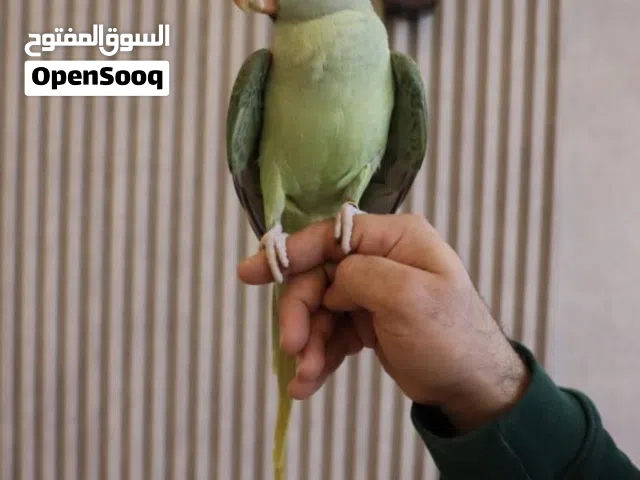 ببغاه نيبالي للبيع