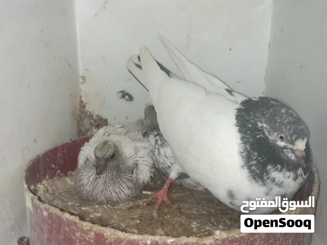 زوج باكستاني مع الافرخ للبيع