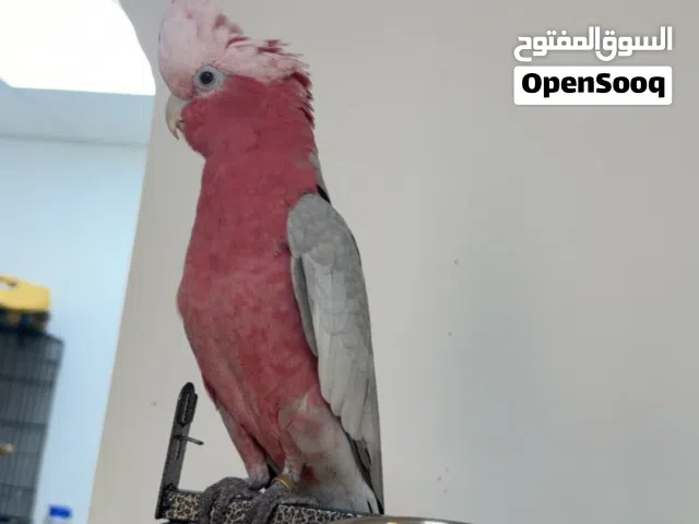 كوكاتو قالا