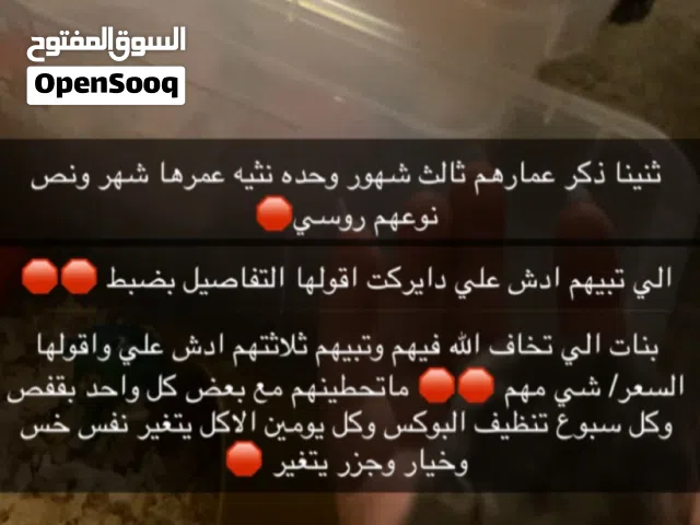 هامستر روسي للبيع