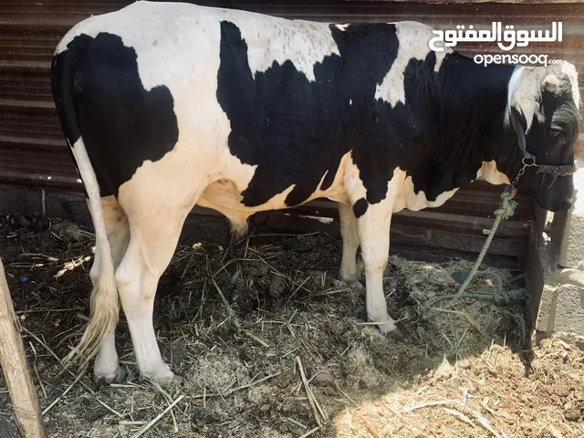 عجل سمين خشن