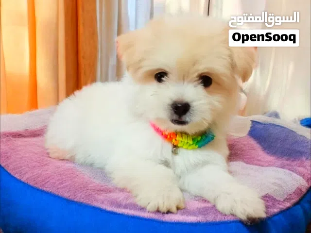 بنوته هافانيز ميني بيورر