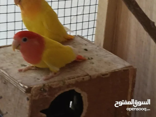 كوبيه بركديلو امفرخه تحتها اربعه