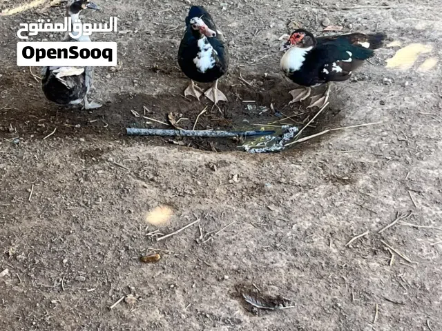 ذكرمصري وحد انثاء مصري