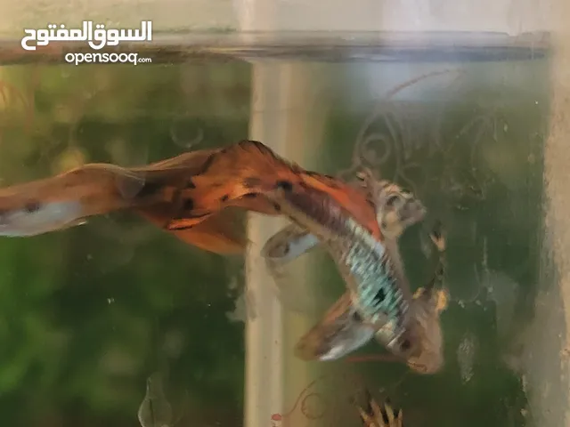 اسماك جوبي 6ذوكر وانثى وحده با 2500