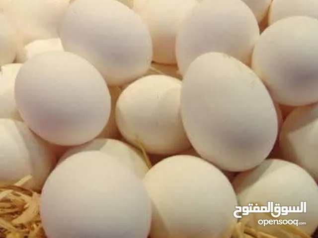 بيض دجاج عرب