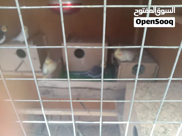 محميه كوكتيل كامله للبيع