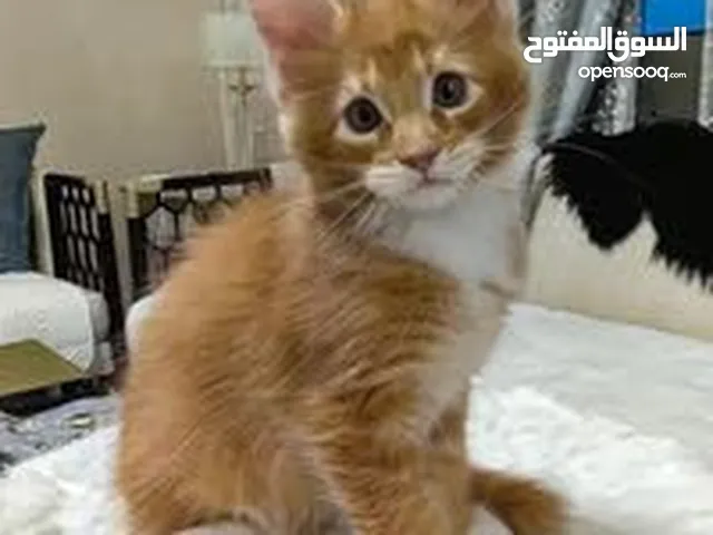 Maine coon kitten