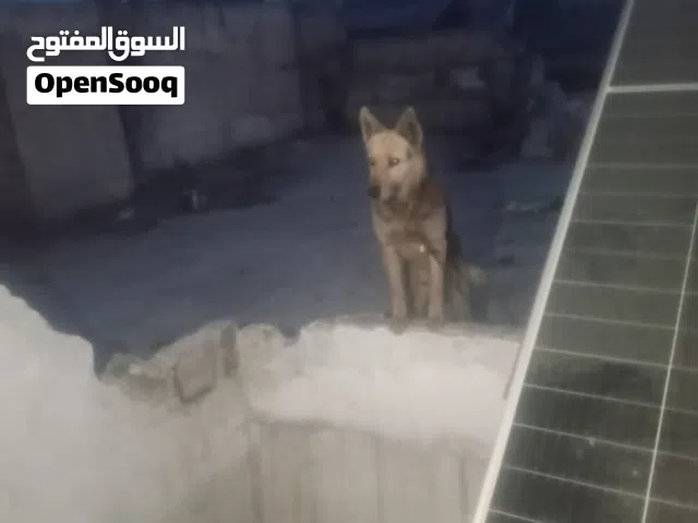 للبيع جيرمن مدرب