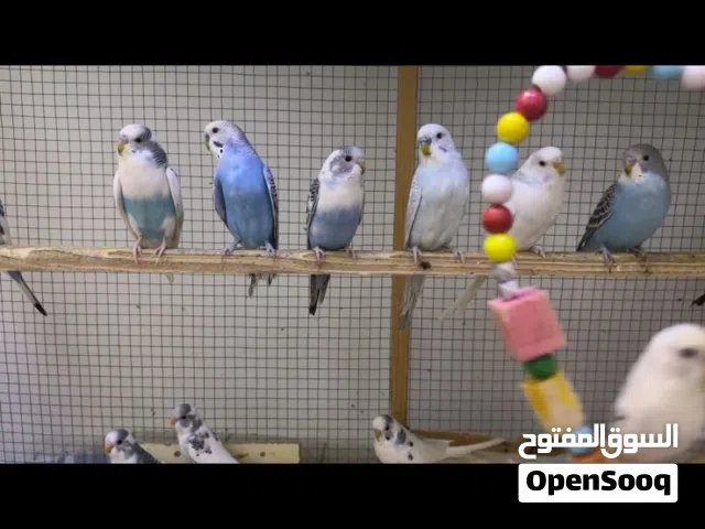 طيور حب حبشيه