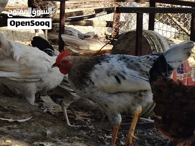 يوجد ديكه العمر 7 شهور الديك بريالين ونص