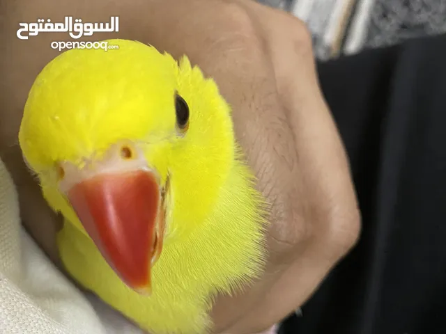 Ringneck yellow tamed فرخ درة الييف جدا