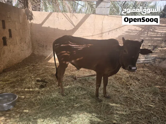 عجل محلي سمين ولد سنة ونصف للبيع