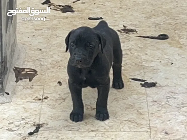 4 كلاب جرو العمر شهرين للبيع