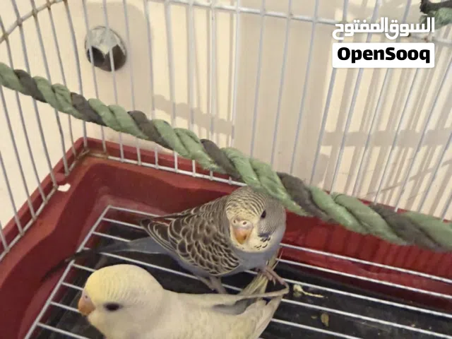 بقالينو للبيع اقرا الوصف
