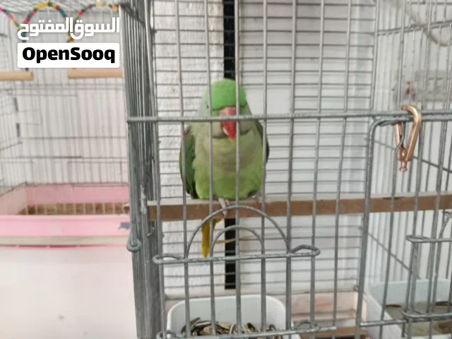 ببغاء كساندرا متكلم ثوب كامل