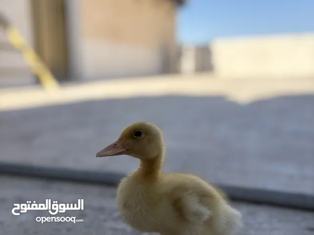بطة لعوبة ونشيطة عمر أسبوعين