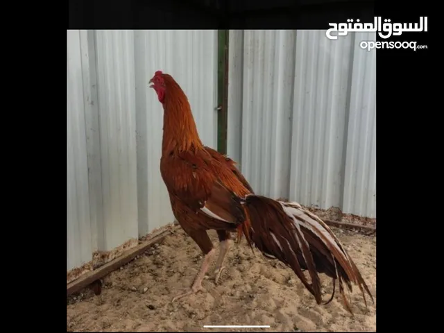 للبيع تايلندي بيور